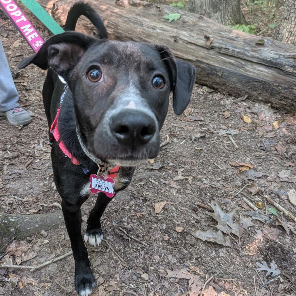 Evelyn, Adoptable, Young Female Labrador Retriever.