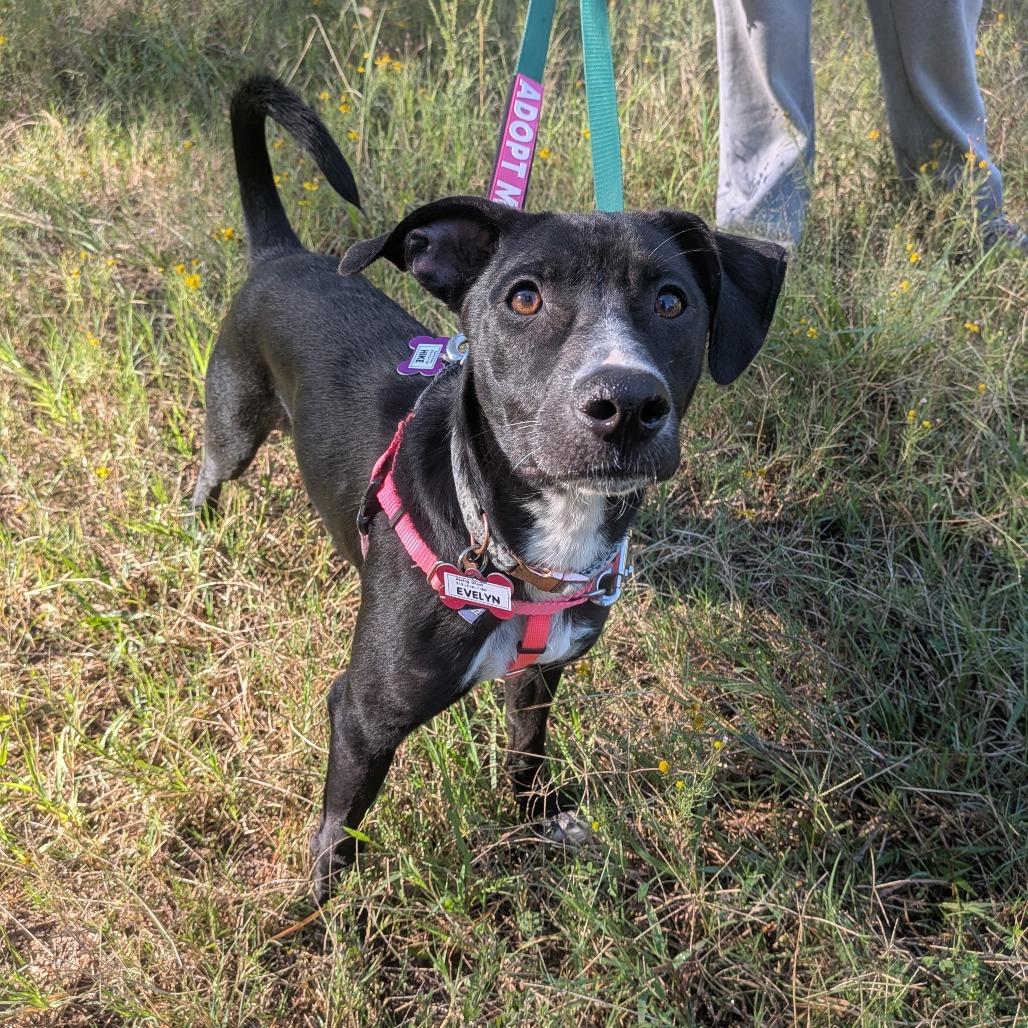 Enlarge Evelyn, a Adoptable Labrador Retriever in Wake Forest, NC image 2/5