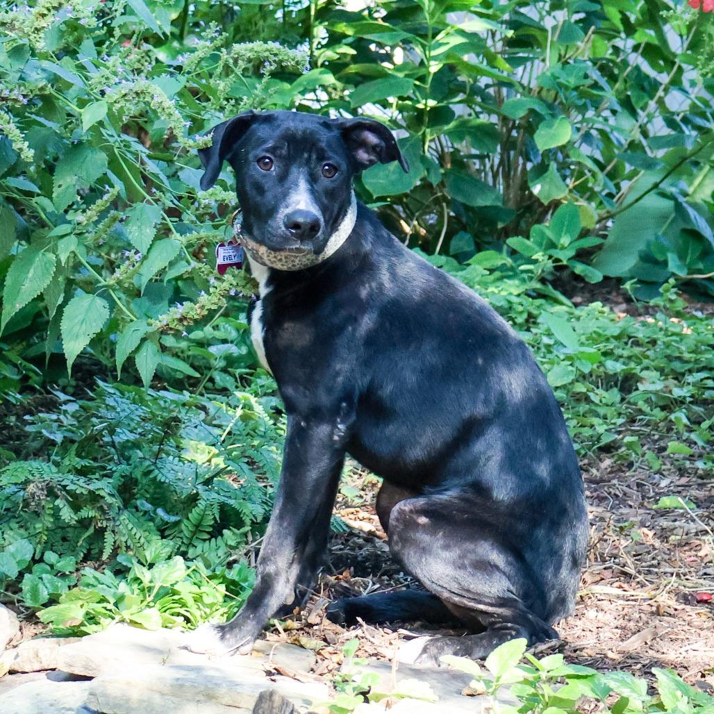 Enlarge Evelyn, a Adoptable Labrador Retriever in Wake Forest, NC image 3/5