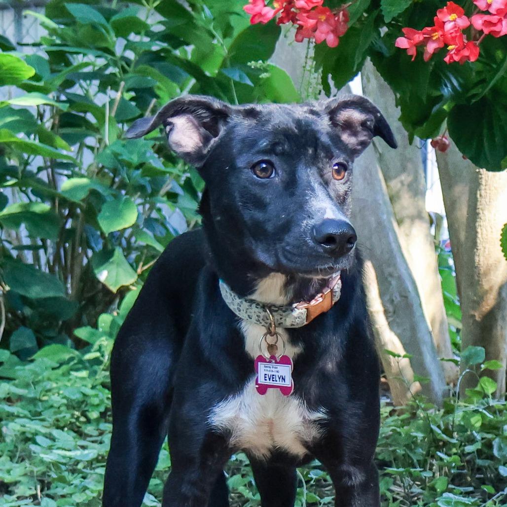 Enlarge Evelyn, a Adoptable Labrador Retriever in Wake Forest, NC image 4/5