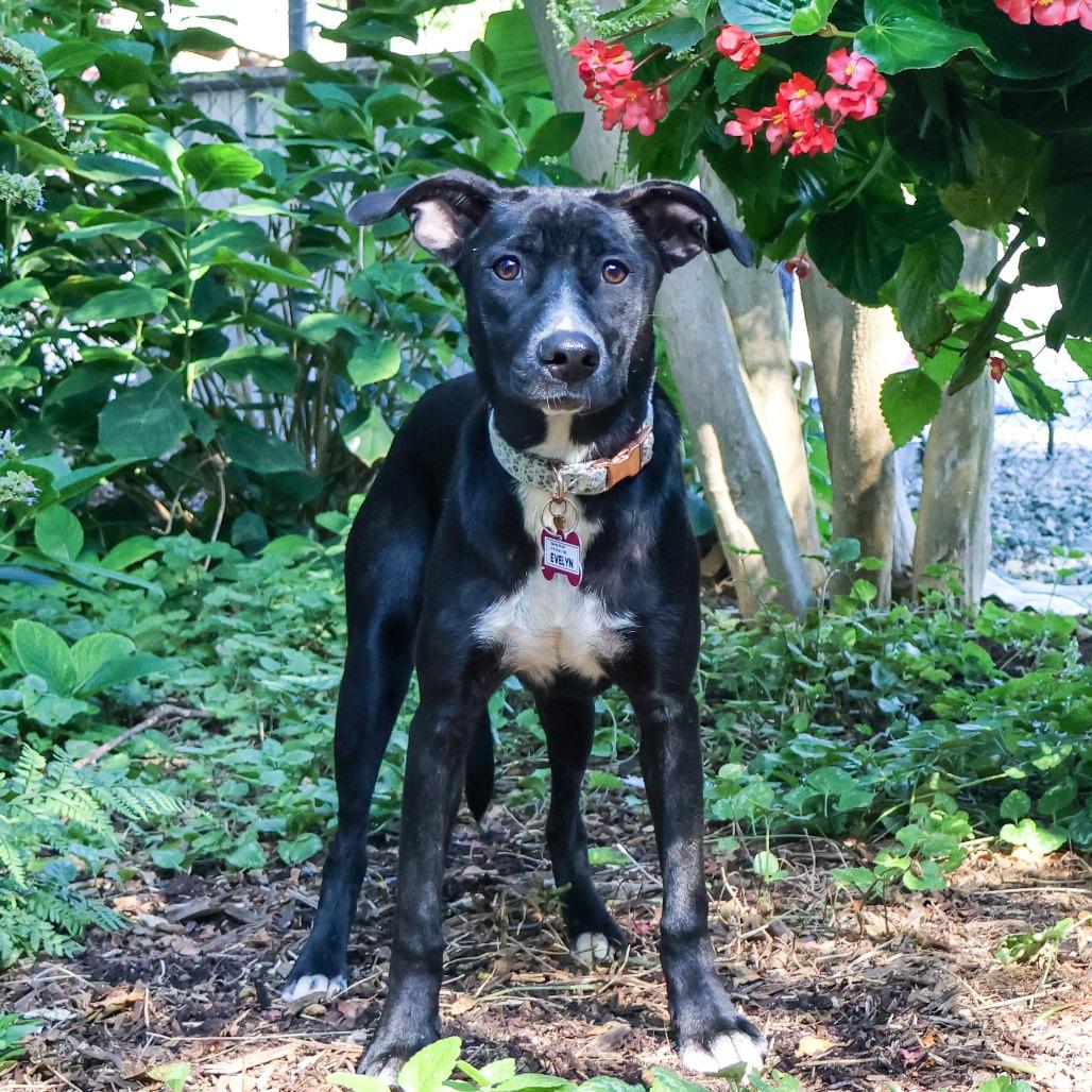 Enlarge Evelyn, a Adoptable Labrador Retriever in Wake Forest, NC image 5/5