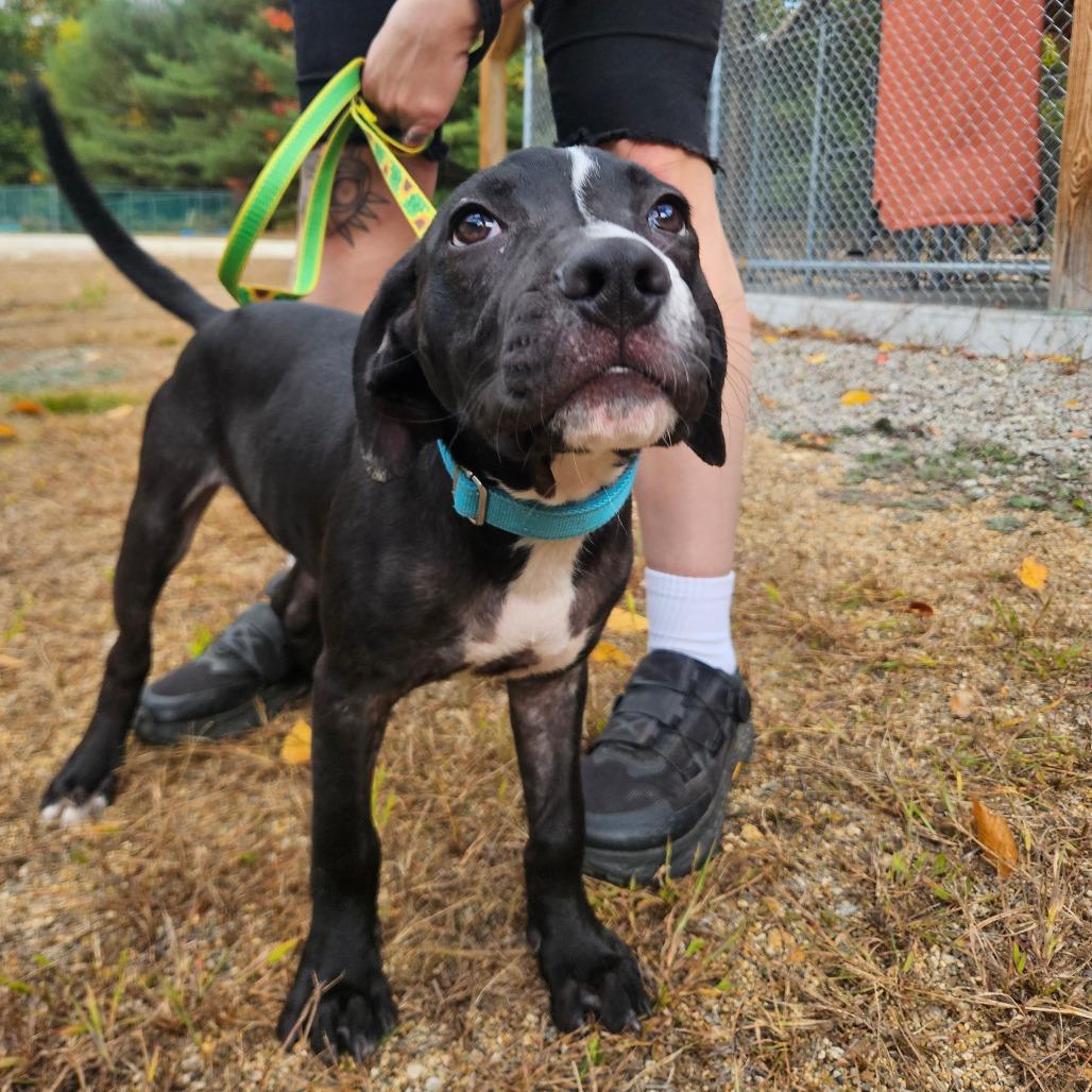 Conrad-Available Soon!, Adoptable, Puppy Male Boxer.
