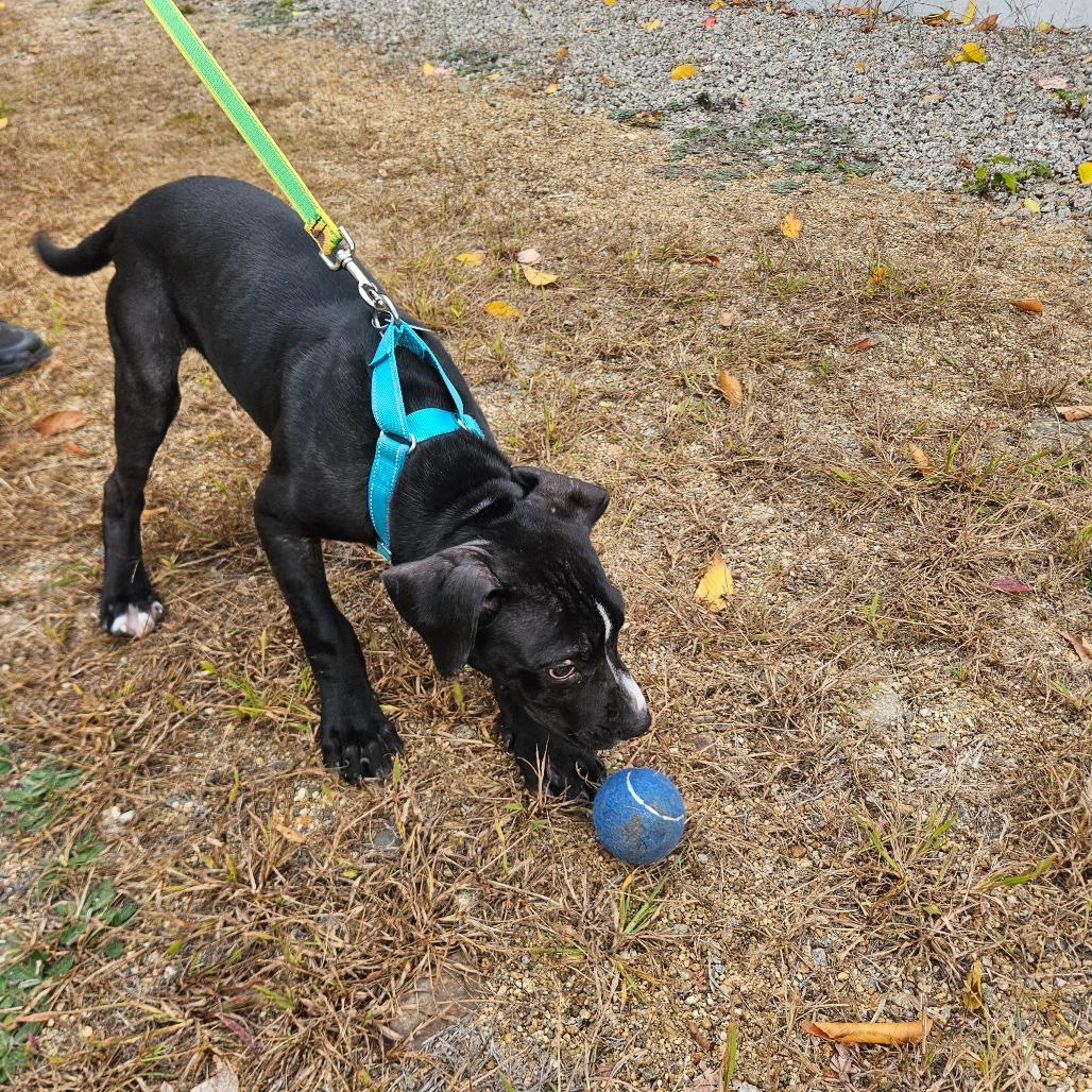 Enlarge Conrad-Available Soon!, a Adoptable Boxer in Conway, NH image 2/4