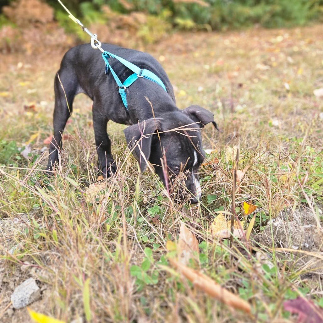 Enlarge Conrad-Available Soon!, a Adoptable Boxer in Conway, NH image 3/4