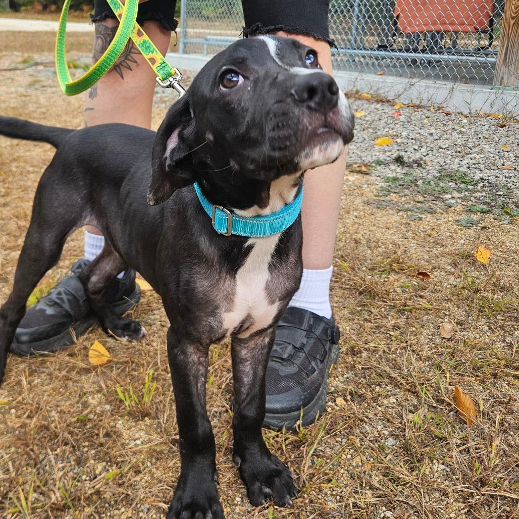 Enlarge Conrad-Available Soon!, a Adoptable Boxer in Conway, NH image 4/4