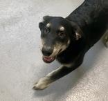 Enlarge Nicola, a Adoptable mixed breed in Glasgow, KY image 1/3