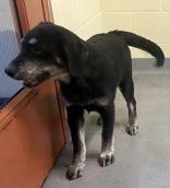 Enlarge Nicola, a Adoptable mixed breed in Glasgow, KY image 2/3