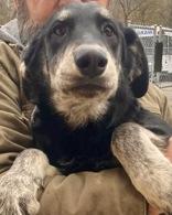 Enlarge Nicola, a Adoptable mixed breed in Glasgow, KY image 3/3