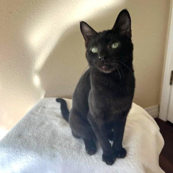 Enlarge Brickle, a Adoptable Domestic Short Hair in Coos Bay, OR image 3/6