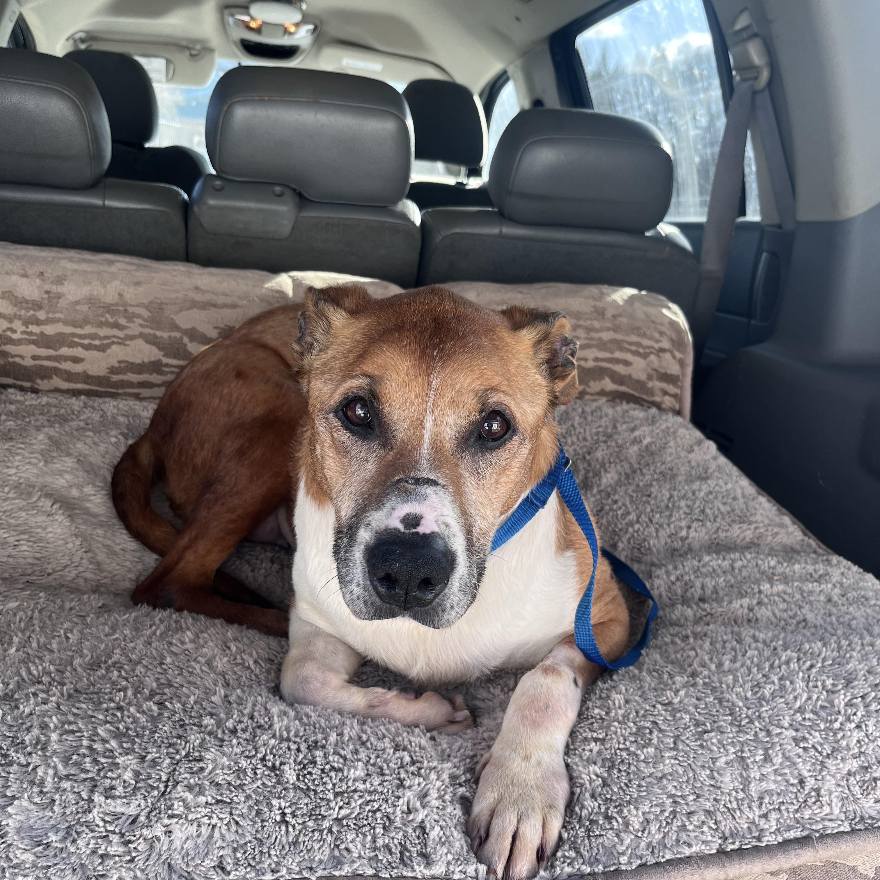 Misty, a ADOPTABLE American Staffordshire Terrier in Shelton, WA image 4/5