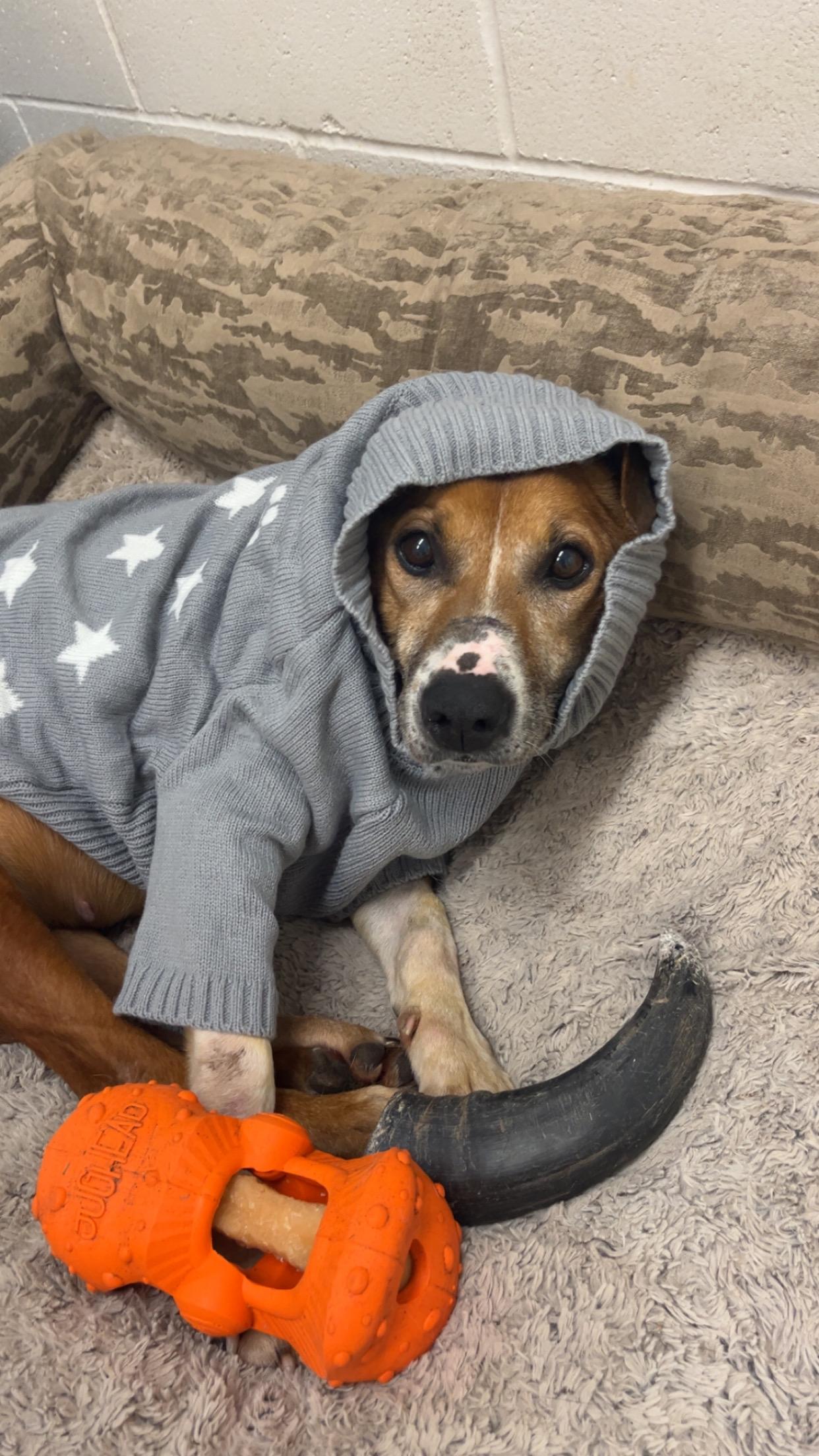 Misty, a ADOPTABLE American Staffordshire Terrier in Shelton, WA image 1/5