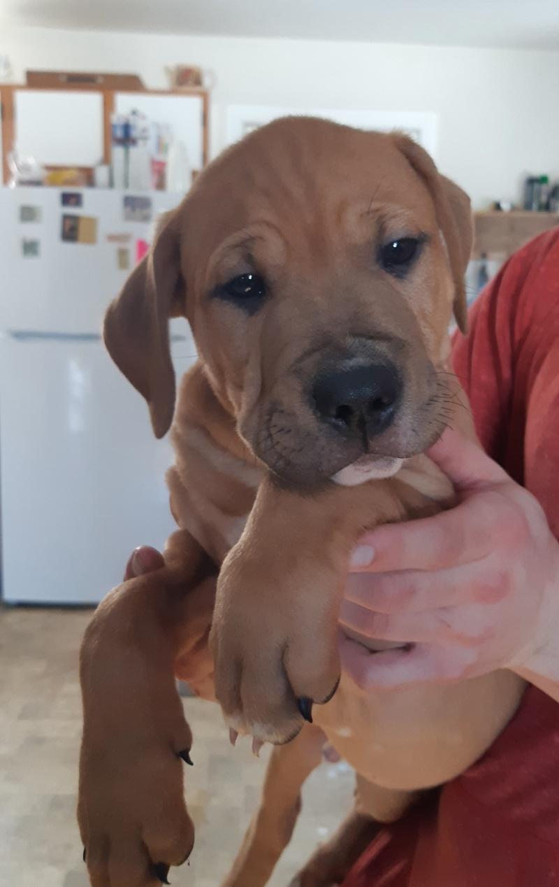 Vinny, ADOPTABLE, Puppy Male Labrador Retriever & Boxer.