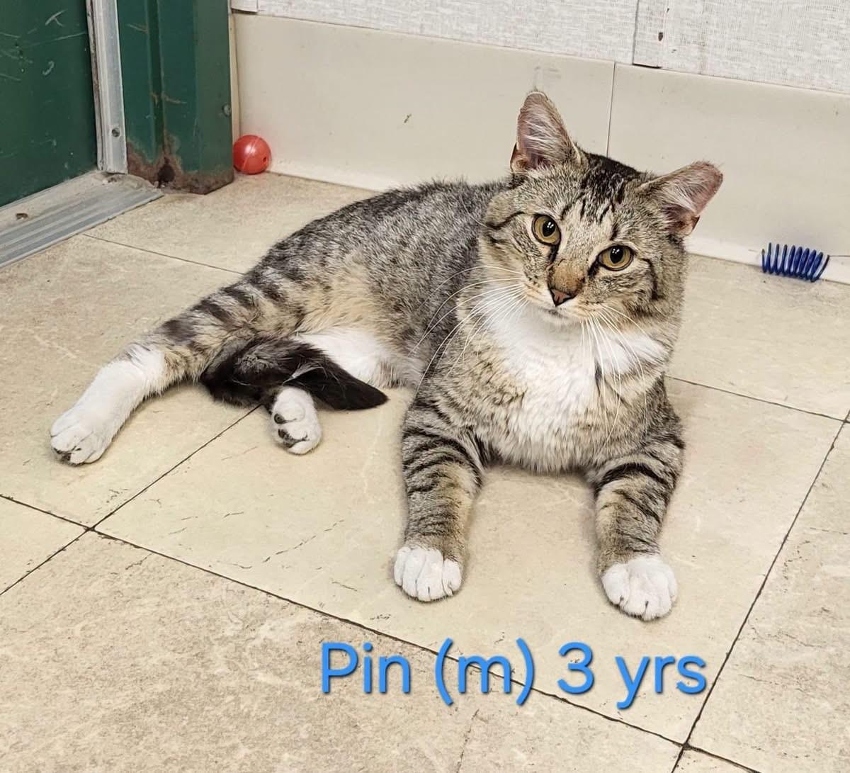 Pin, an adopted Domestic Short Hair in Parsippany, NJ image 2/3