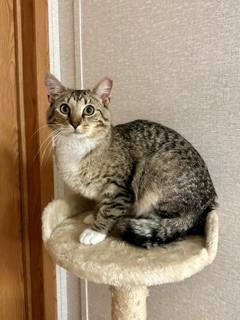 Pin, an adopted Domestic Short Hair in Parsippany, NJ image 1/3