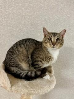 Pin, an adopted Domestic Short Hair in Parsippany, NJ image 3/3