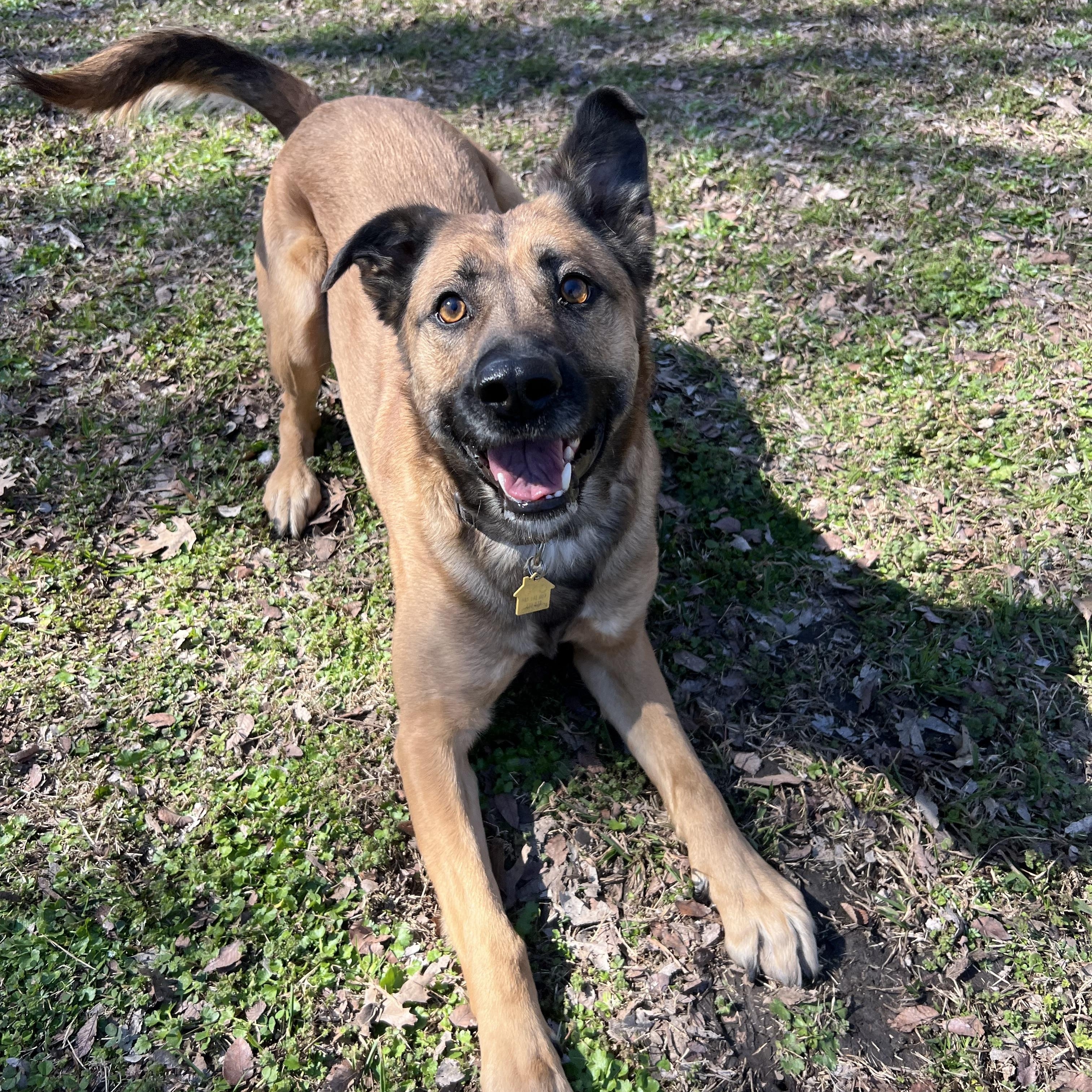 Ash, ADOPTABLE, Adult Male Shepherd & Belgian Shepherd / Malinois.
