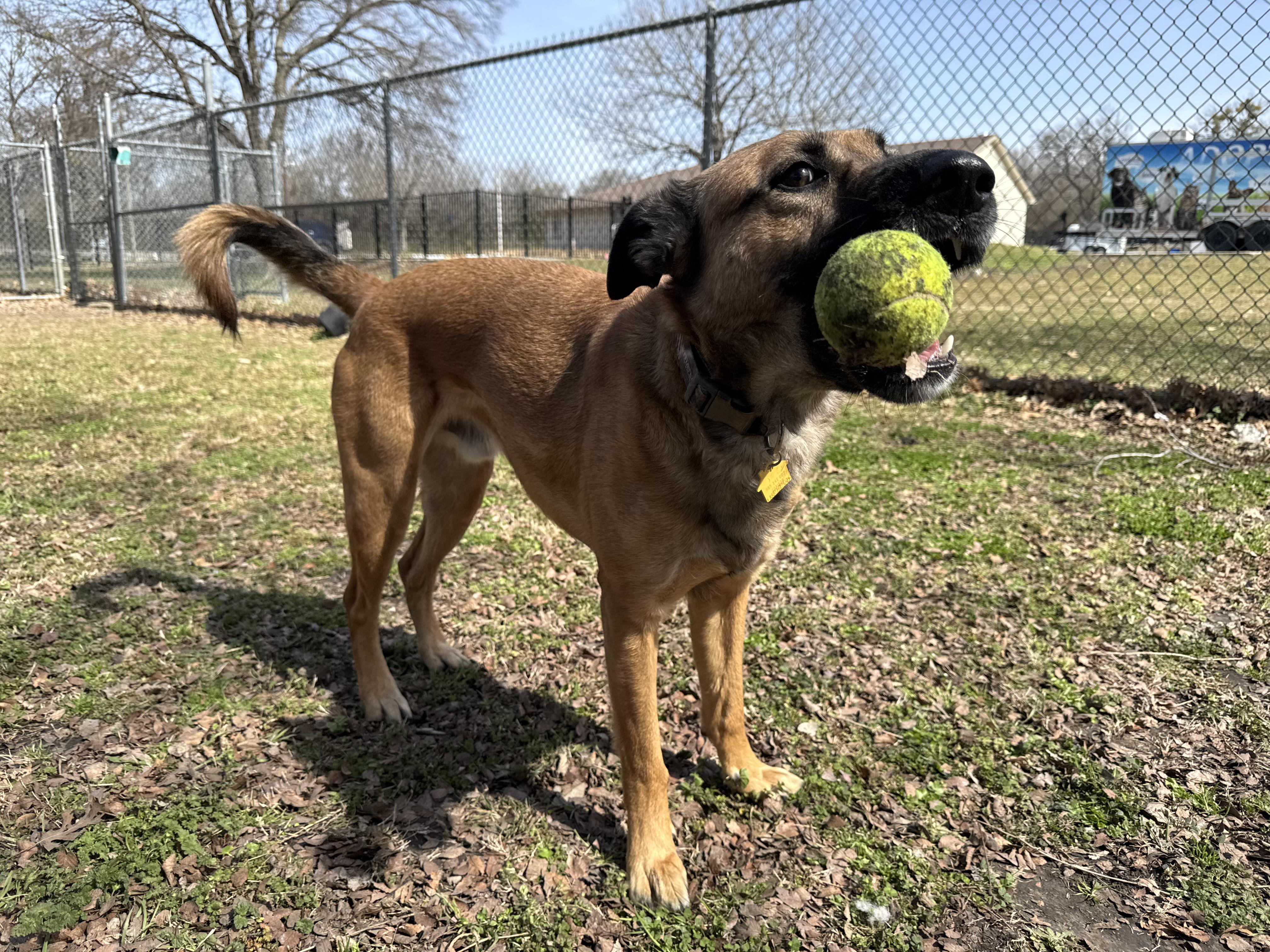Enlarge Ash, a ADOPTABLE mixed breed in Sherman, TX image 2/5