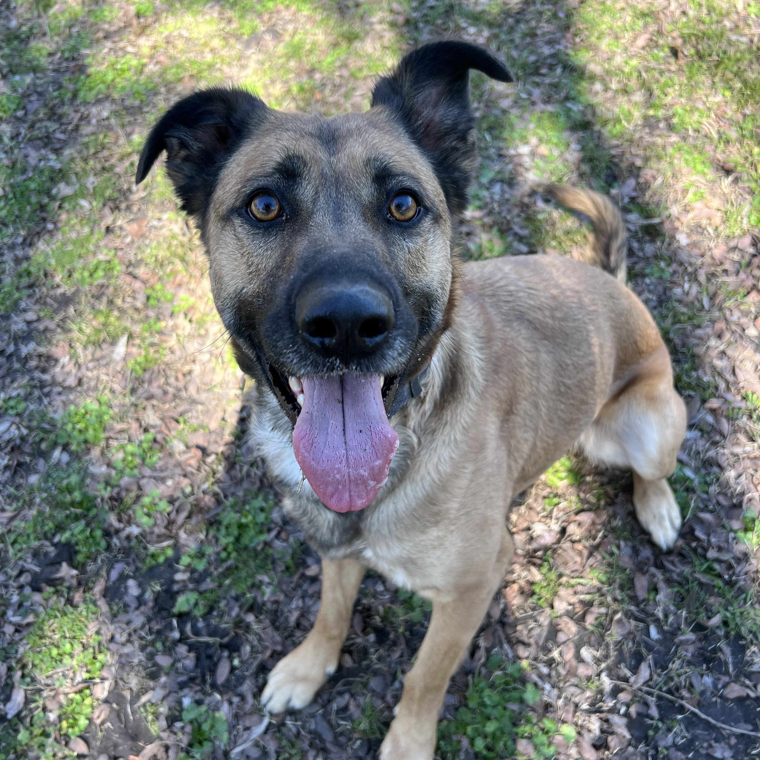 Enlarge Ash, a ADOPTABLE mixed breed in Sherman, TX image 3/5