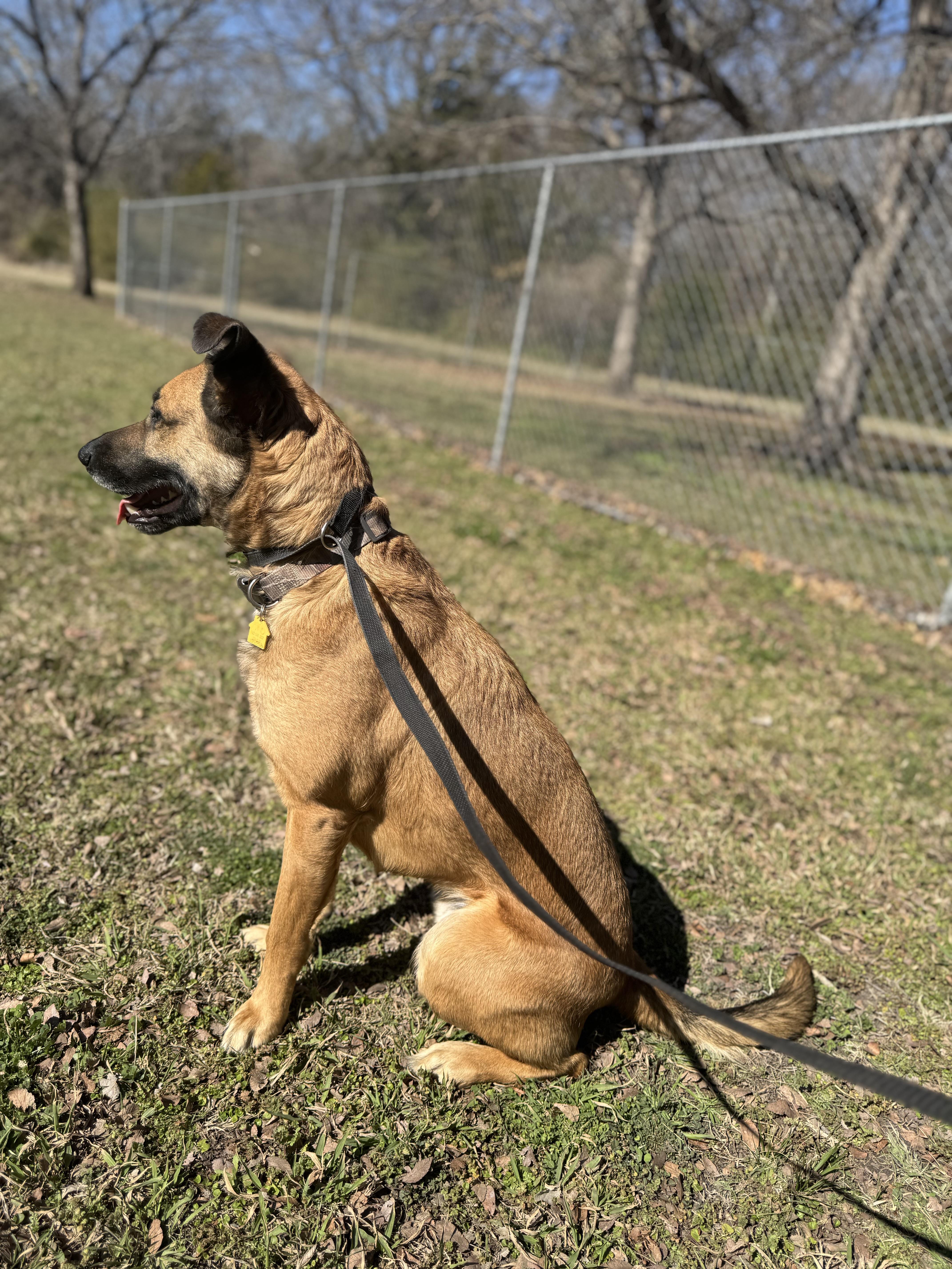 Enlarge Ash, a ADOPTABLE mixed breed in Sherman, TX image 4/5