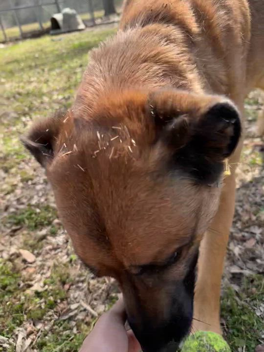 Enlarge Ash, a ADOPTABLE mixed breed in Sherman, TX video 5/5