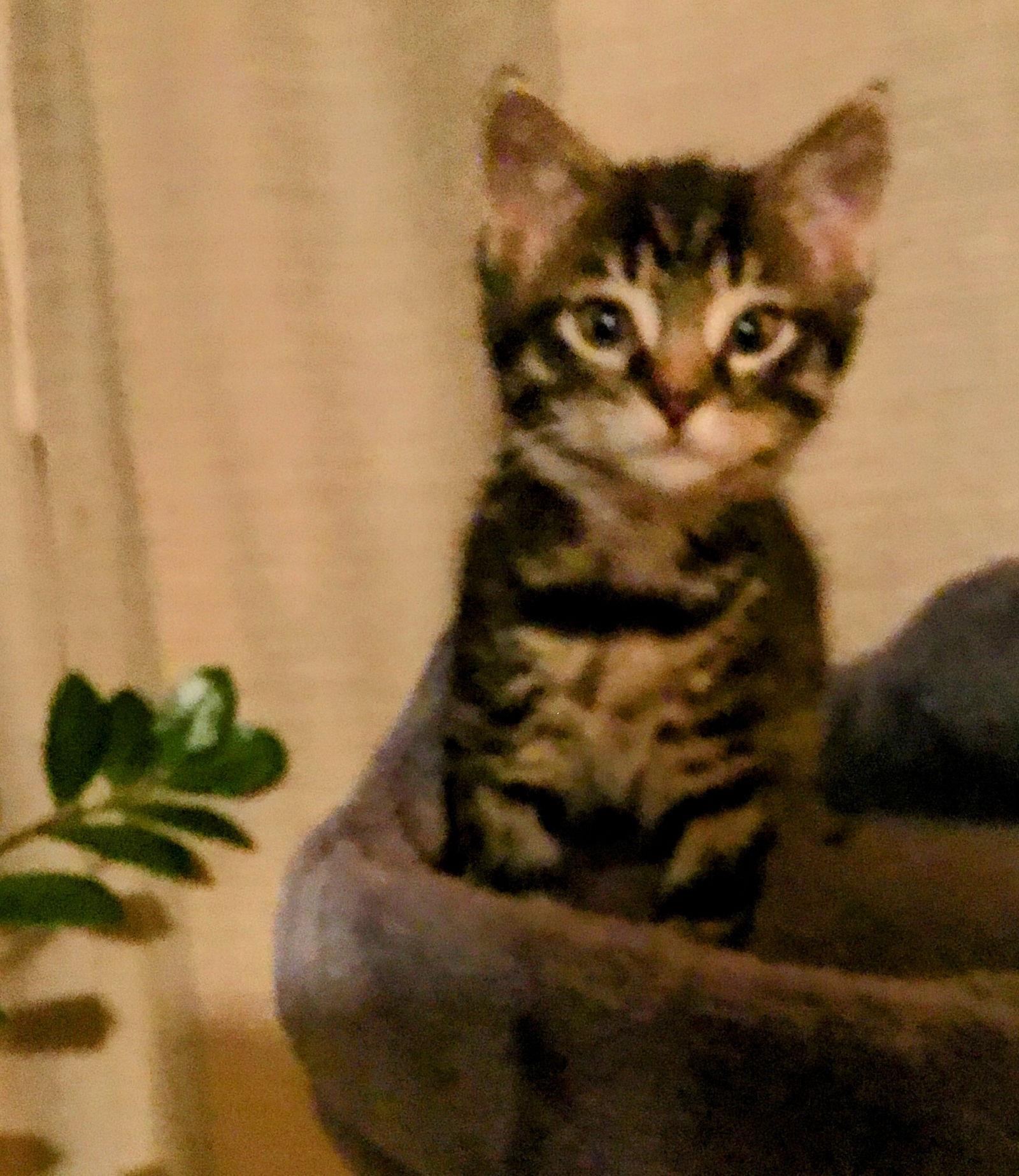 Tommy, Adoptable, Kitten Male Domestic Short Hair & Tabby.