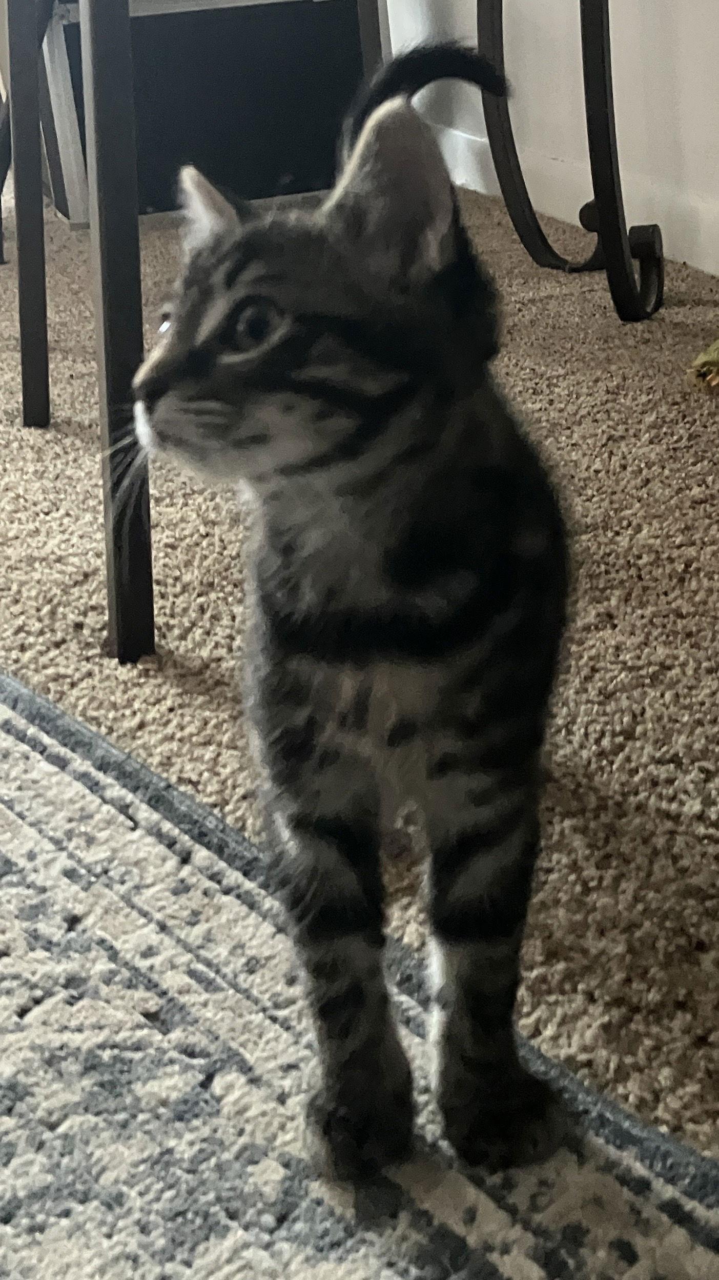 Enlarge Tommy, a Adoptable mixed breed in Cuyahoga Falls, OH image 2/3