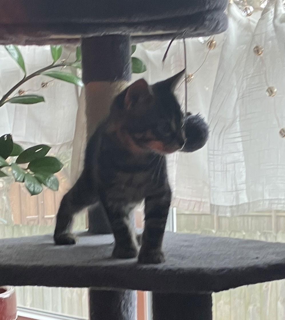 Enlarge Tommy, a Adoptable mixed breed in Cuyahoga Falls, OH image 3/3