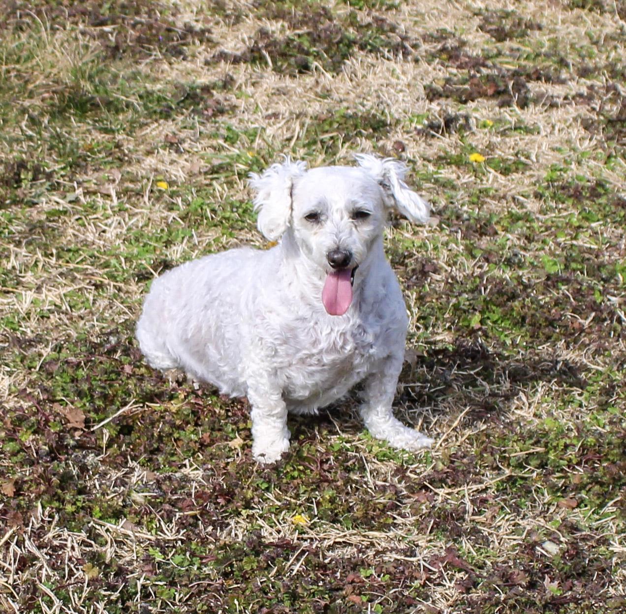 Enlarge Zaraha, a ADOPTABLE Poodle (Toy) in Neosho, MO image 1/2