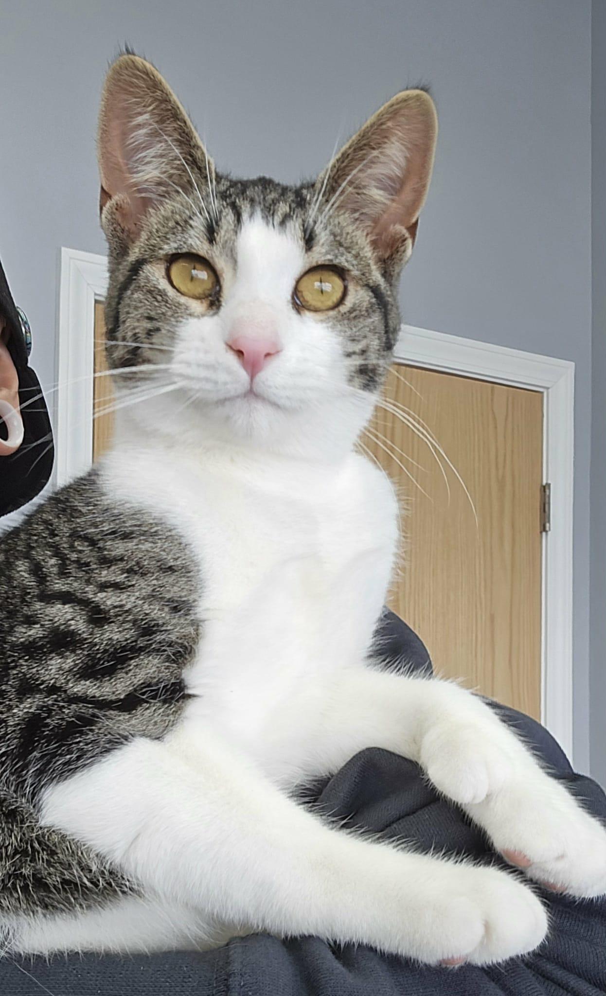 Lady, a Adoptable Domestic Short Hair in Blaine, MN image 1/3