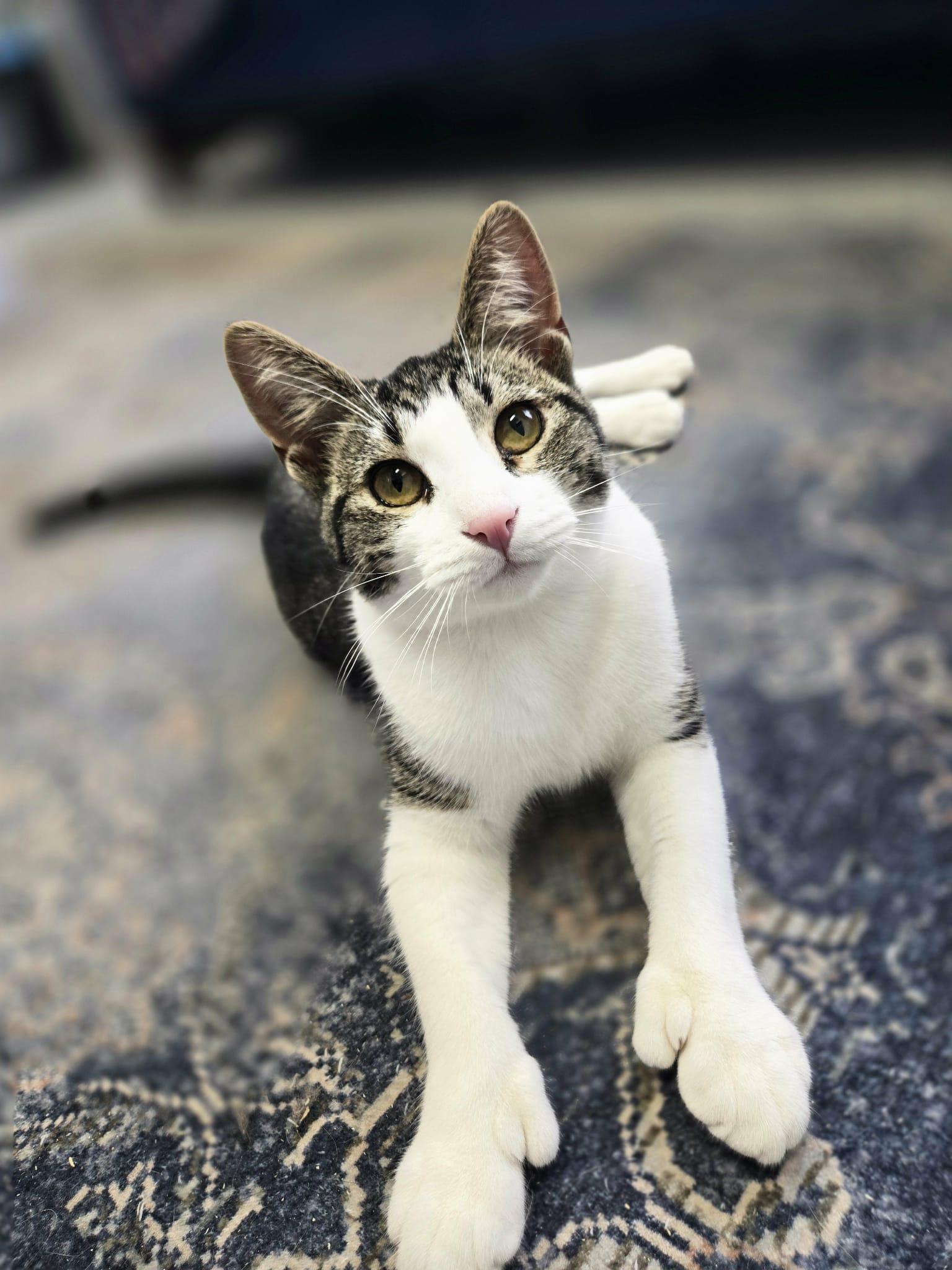 Lady, a Adoptable Domestic Short Hair in Blaine, MN image 2/3