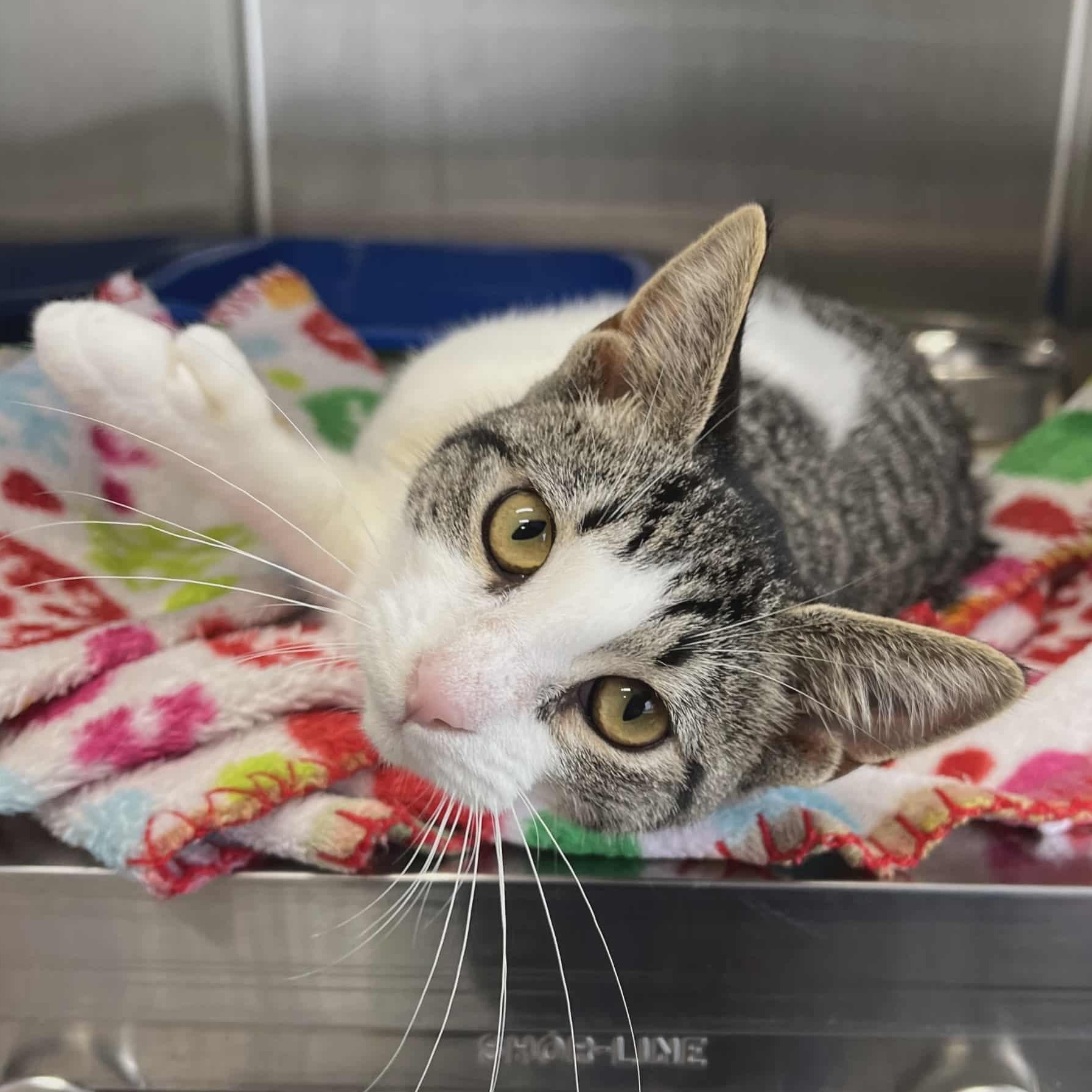 Lady, Adoptable, Young Female Domestic Short Hair.