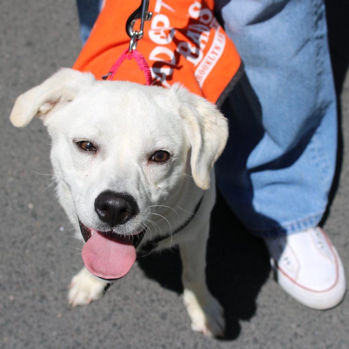 Turk, an adopted mixed breed in Brooklyn, NY image 1/5