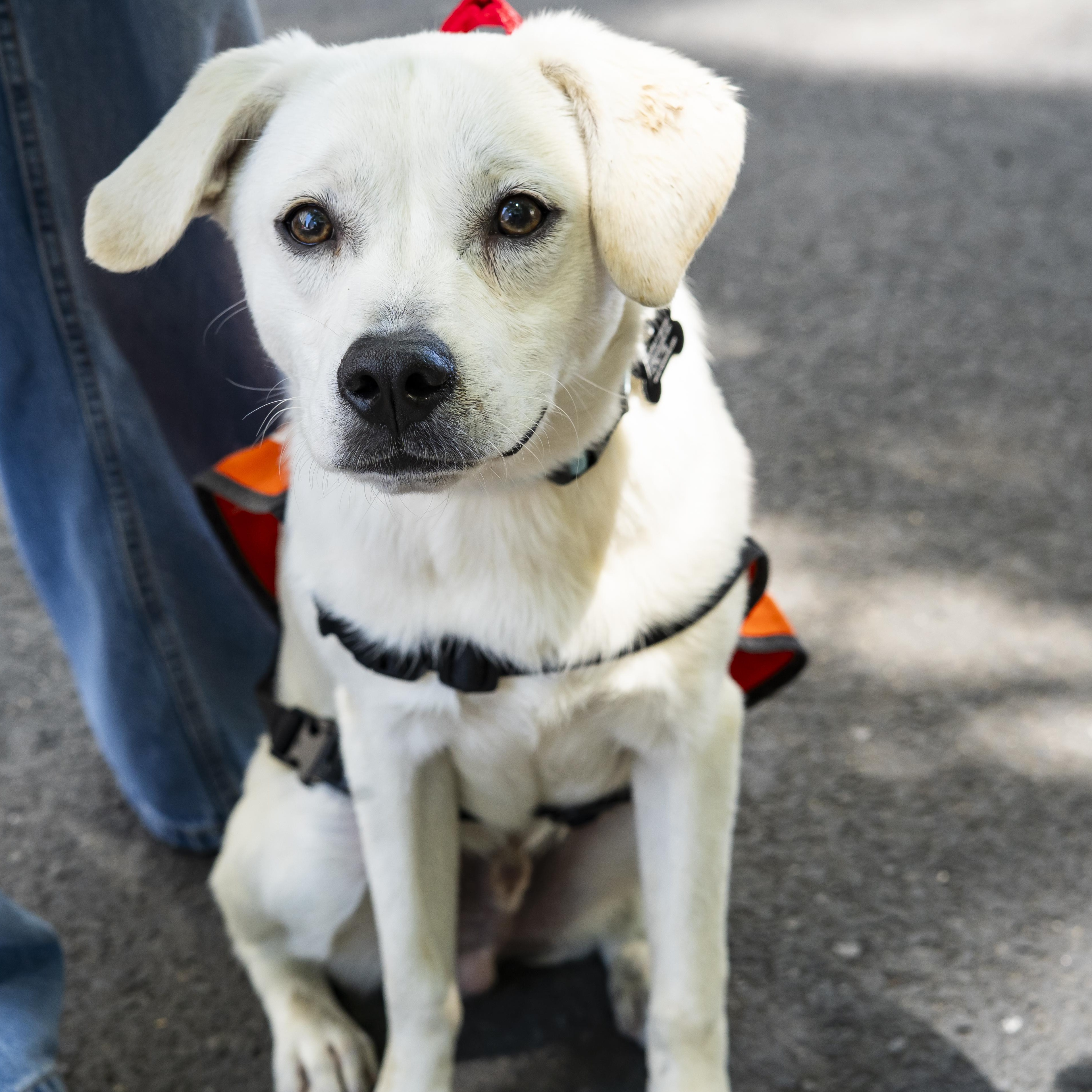 Turk, an adopted mixed breed in Brooklyn, NY image 3/5