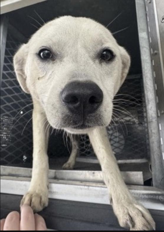 Enlarge Turk, a ADOPTABLE mixed breed in Brooklyn, NY image 1/1