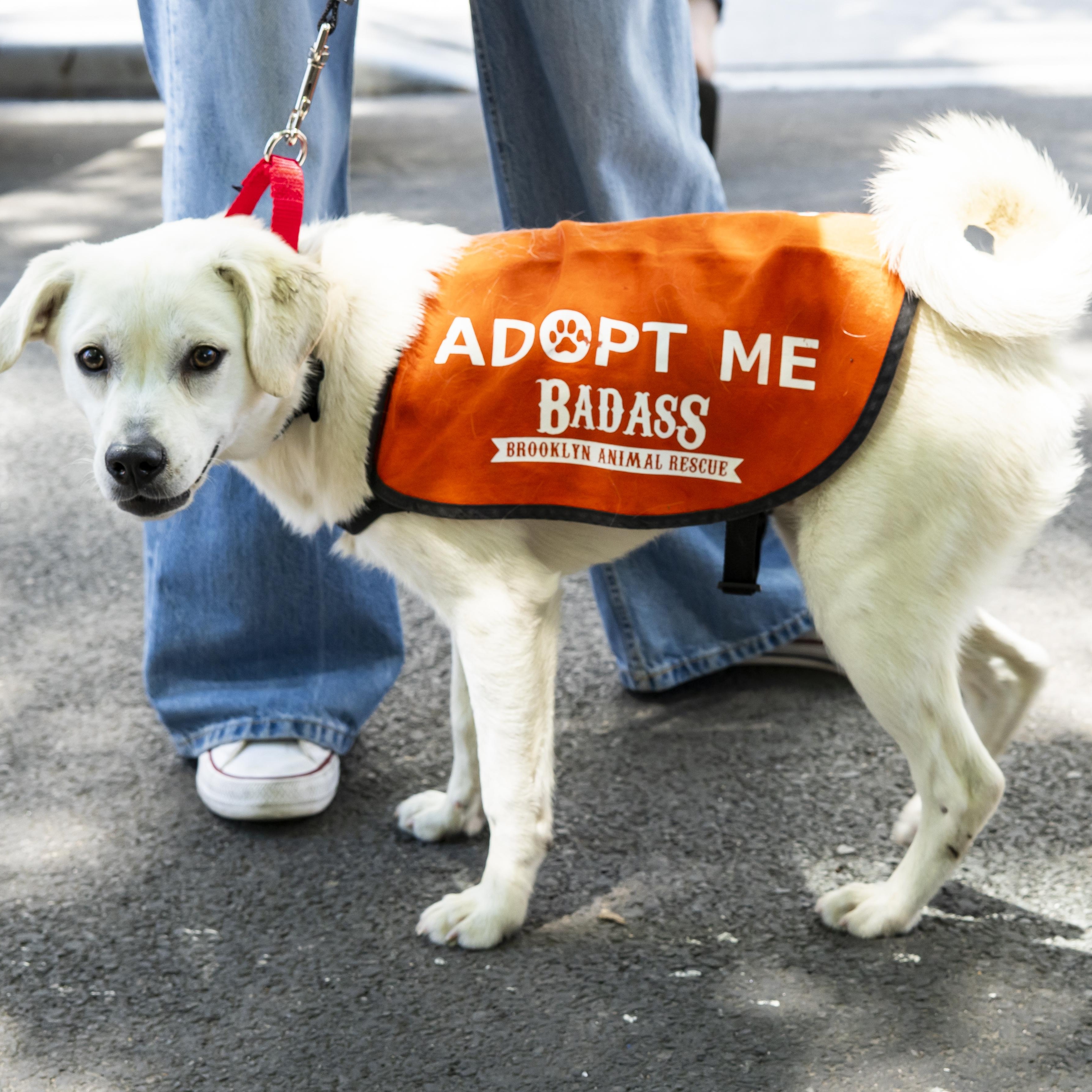 Turk, an adopted mixed breed in Brooklyn, NY image 4/5