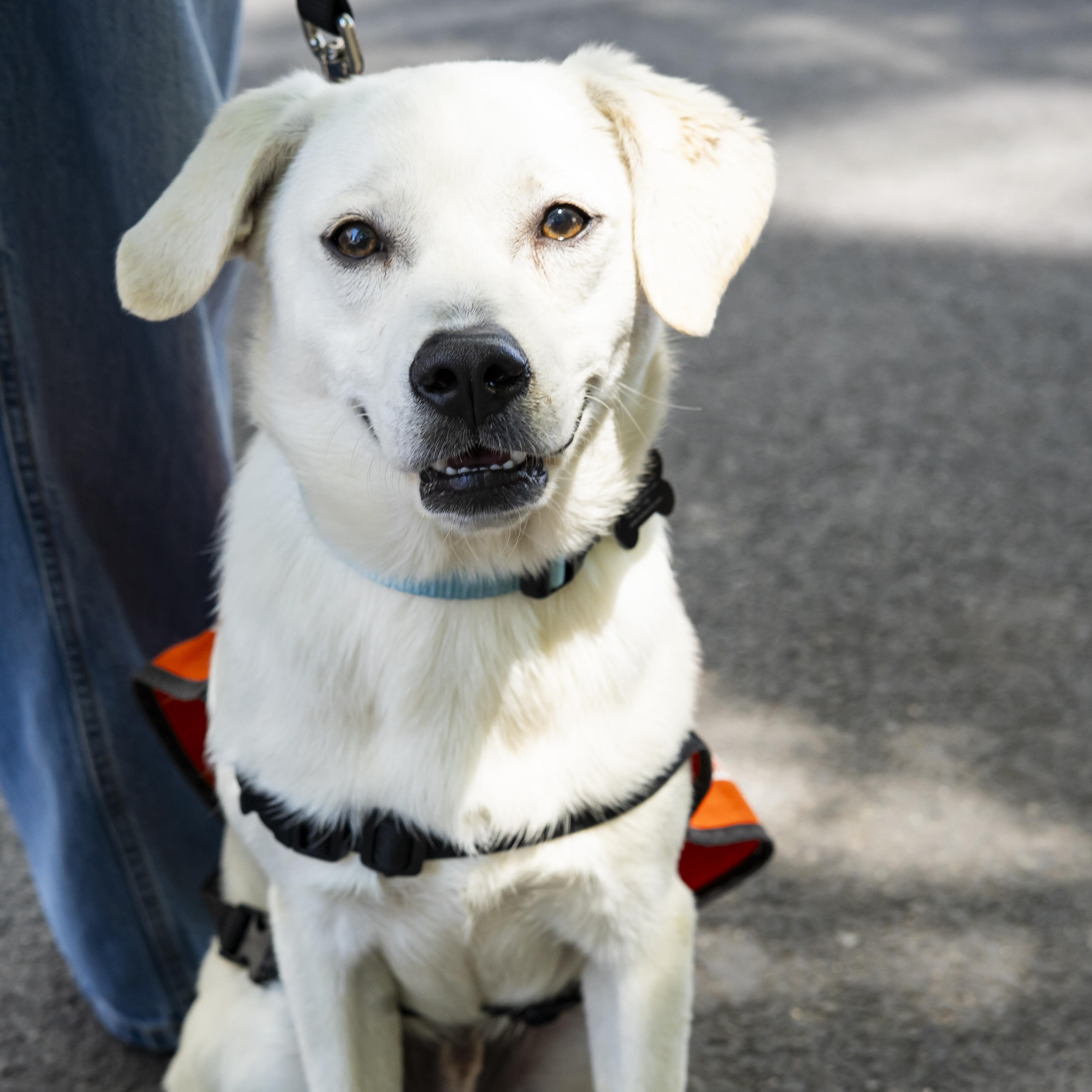 Turk, an adopted mixed breed in Brooklyn, NY image 2/5
