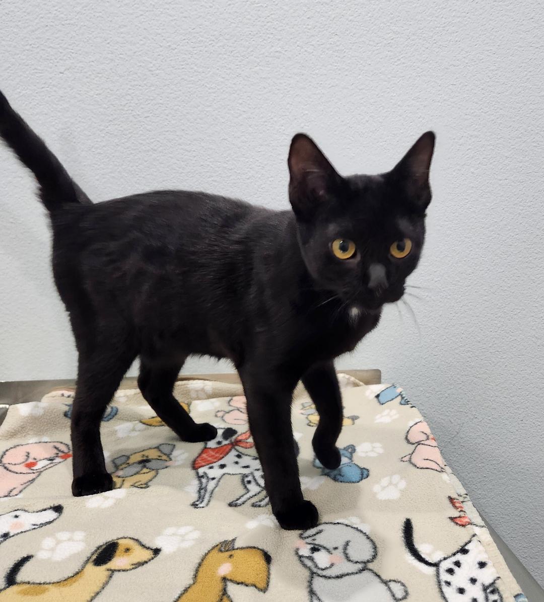 Enlarge Roman, a Adoptable Domestic Short Hair in Pella, IA image 1/3