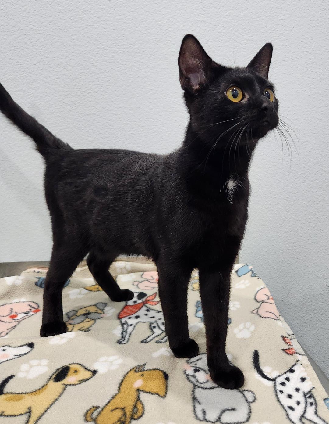 Enlarge Roman, a Adoptable Domestic Short Hair in Pella, IA image 2/3