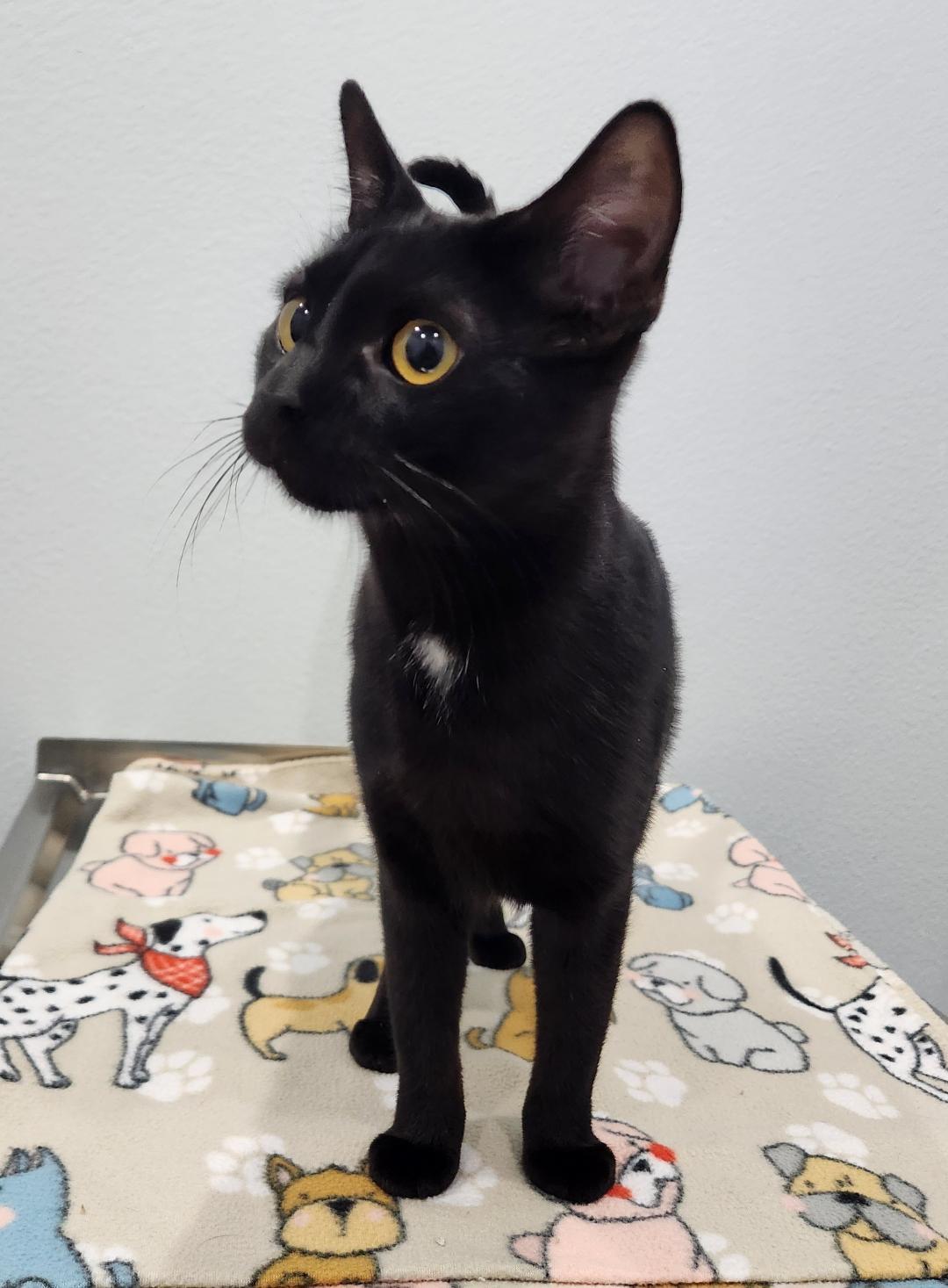 Enlarge Roman, a Adoptable Domestic Short Hair in Pella, IA image 3/3