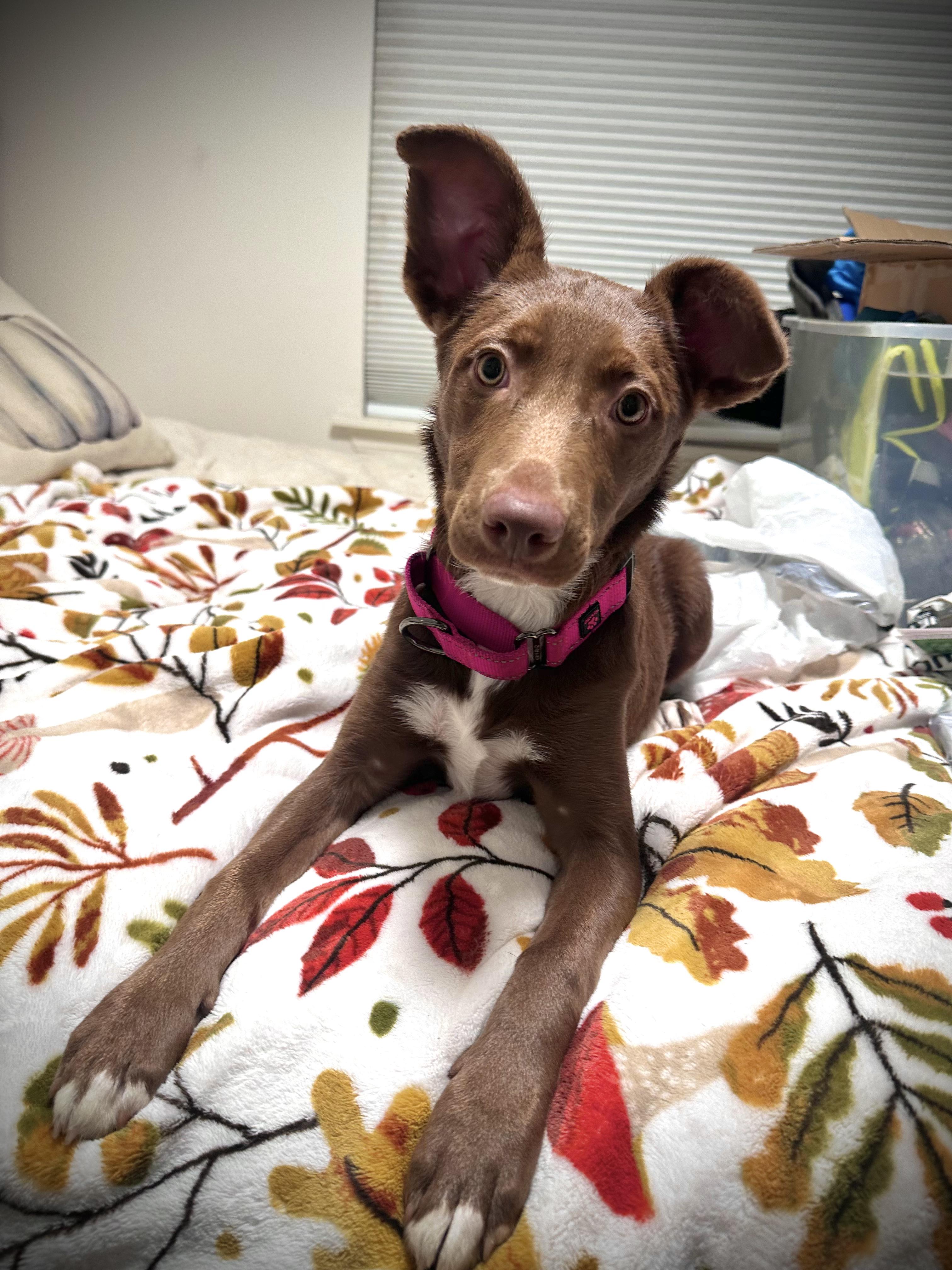 Kanga, Adoptable, Puppy Female Border Collie.