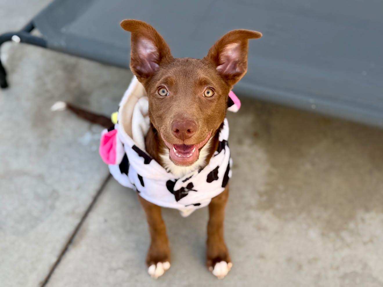 Enlarge Kanga, a Adoptable mixed breed in Sammamish, WA image 5/5