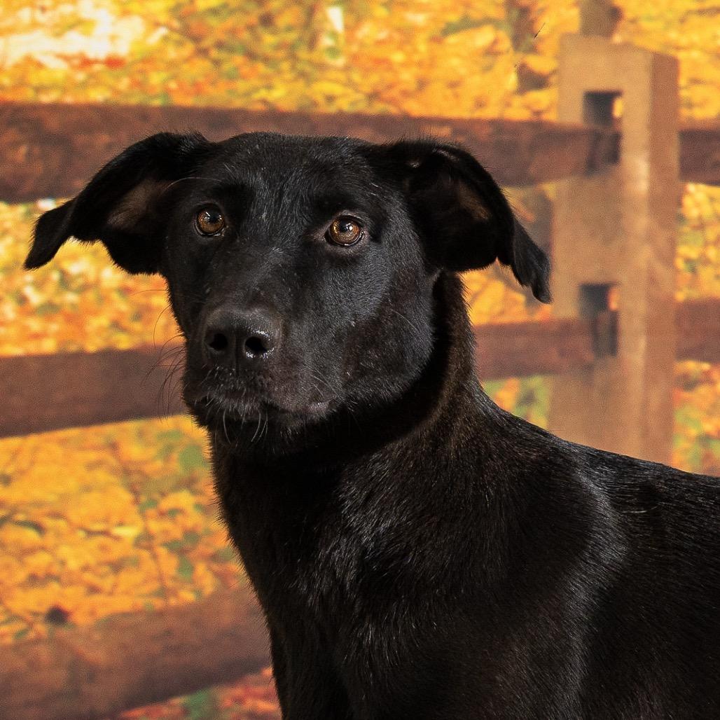 Carrie, Adoptable, Adult Female Mixed Breed.