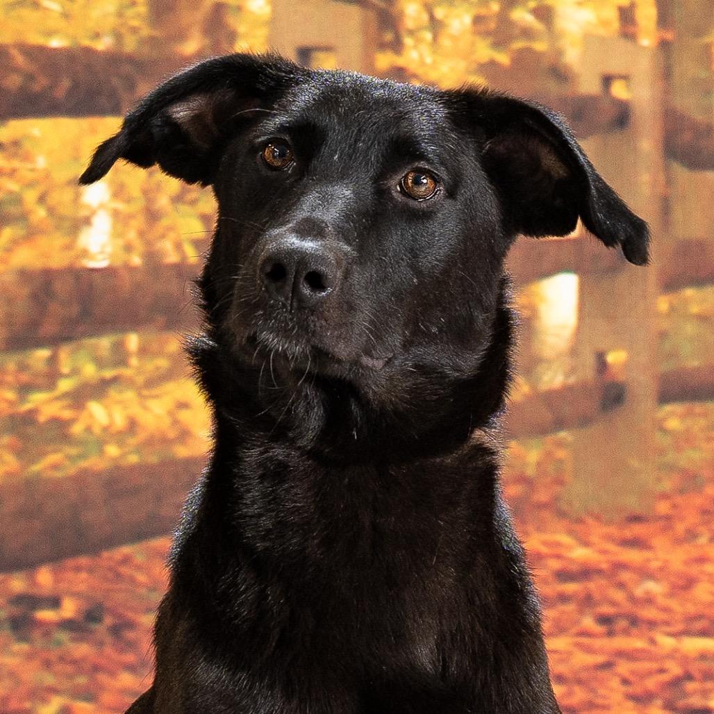 Enlarge Carrie, a Adoptable Mixed Breed in Newport, TN image 2/5