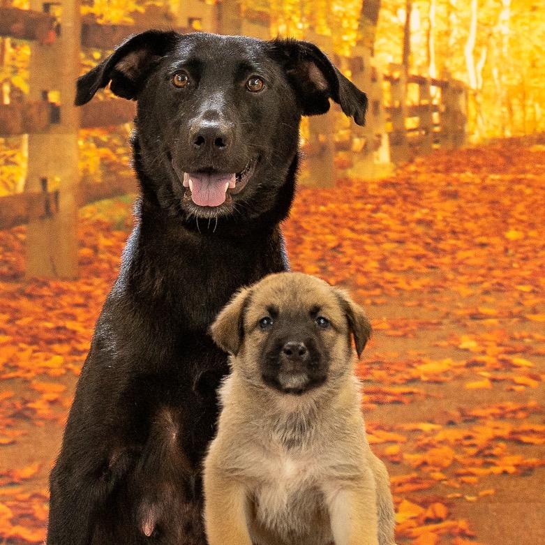 Enlarge Carrie, a Adoptable Mixed Breed in Newport, TN image 3/5