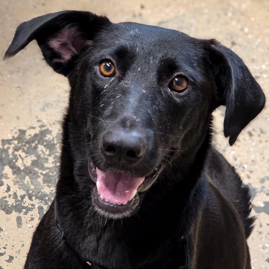 Enlarge Carrie, a Adoptable Mixed Breed in Newport, TN image 5/5