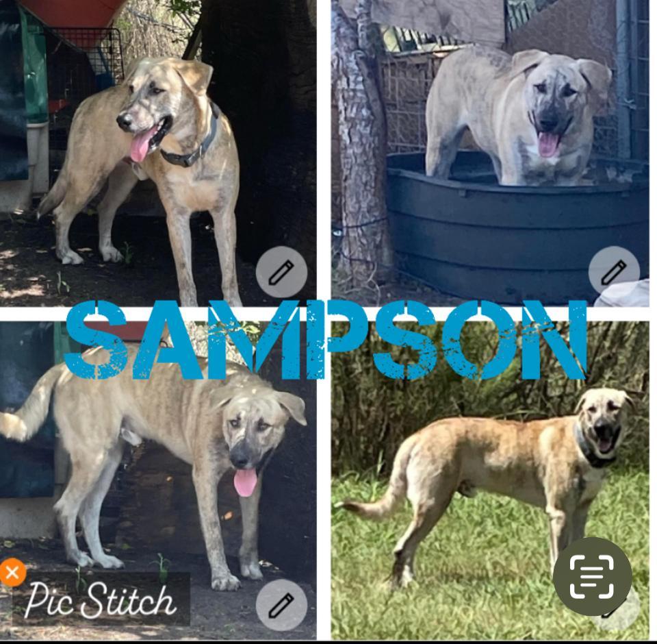 Sampson, ADOPTABLE, Adult Male Presa Canario & Alaskan Malamute.