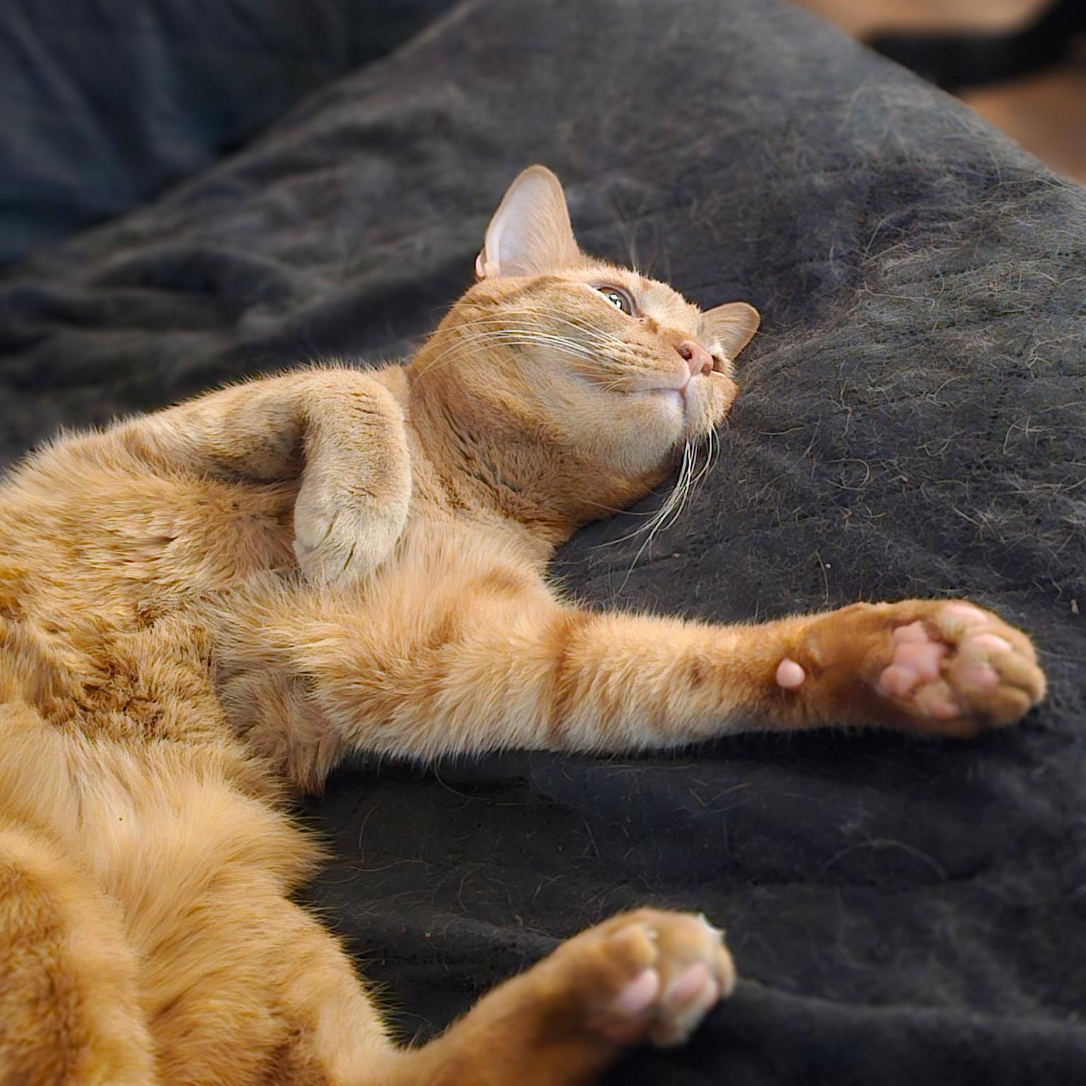 OJ, ADOPTABLE, Adult Male Domestic Short Hair.