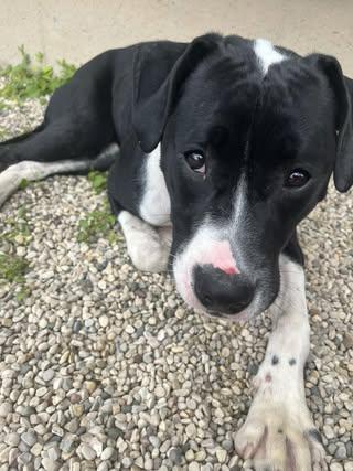 Lena