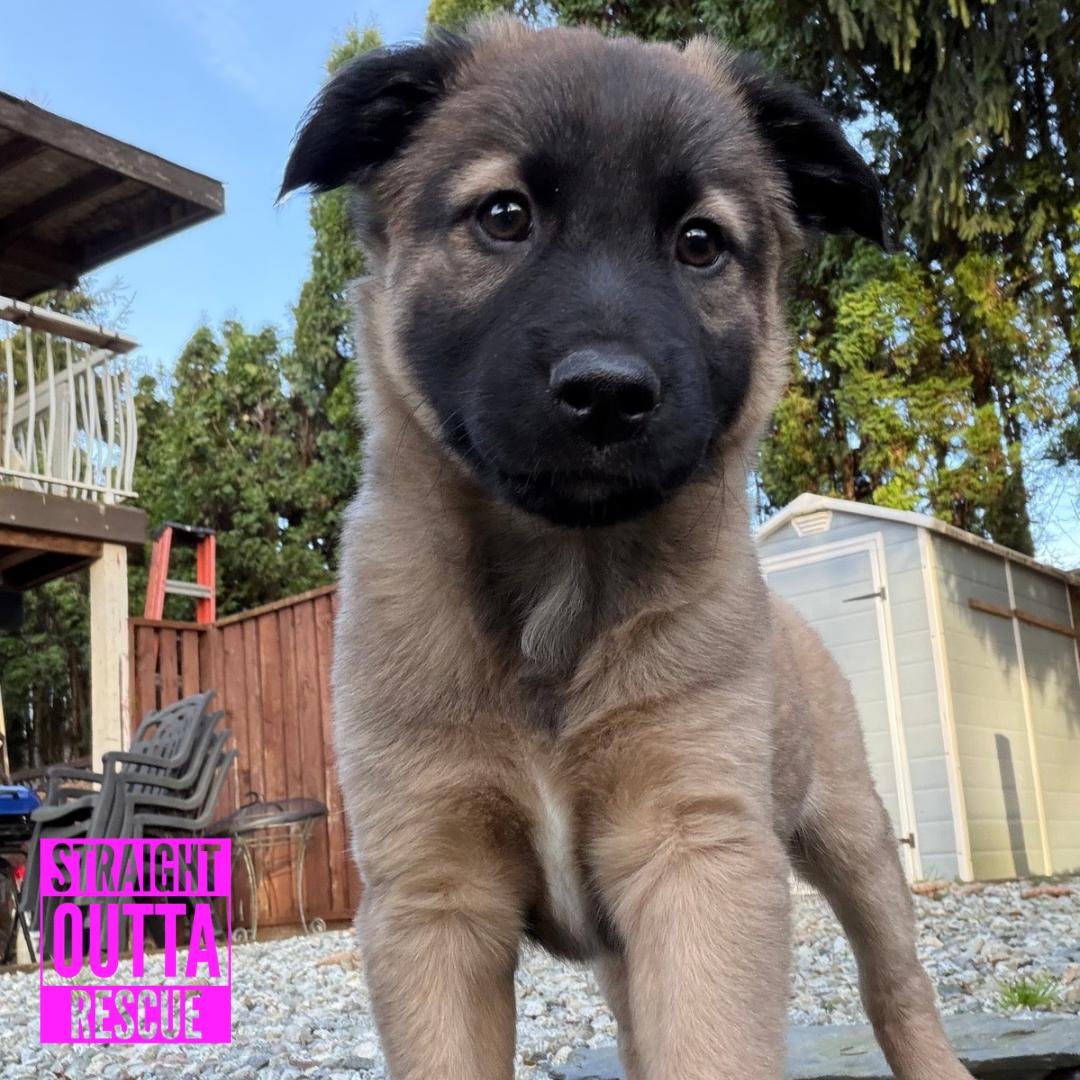 Mook, adopted, Puppy Male Shepherd.