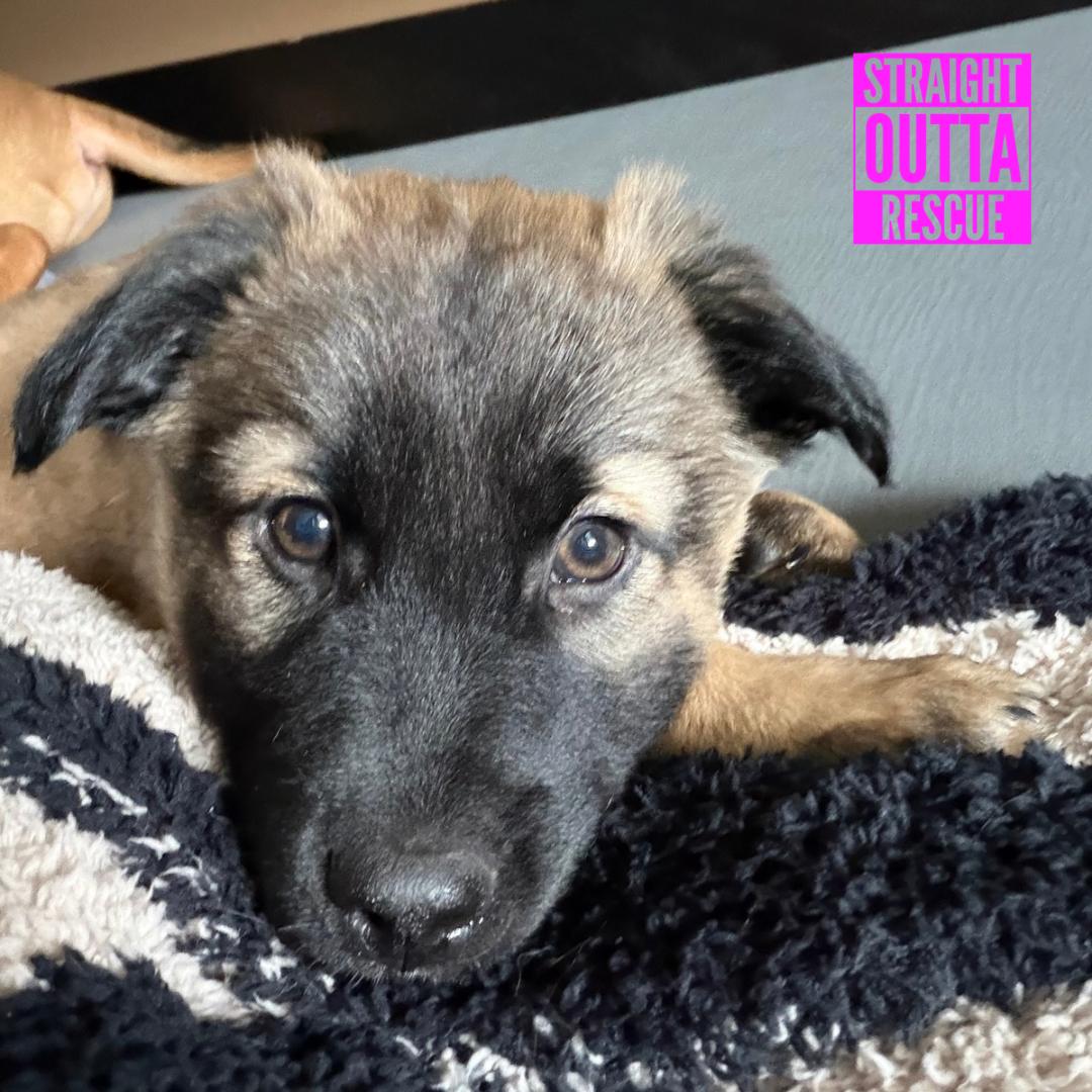 Enlarge Mook, an adopted mixed breed in Vancouver, BC image 5/6